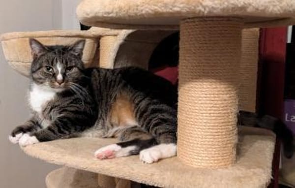 Sid sucht ein liebevolles Zuhause