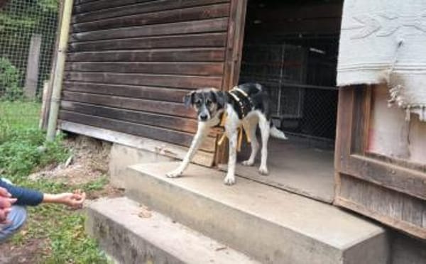 Wer hat ein warmes Körbchen für Diana?