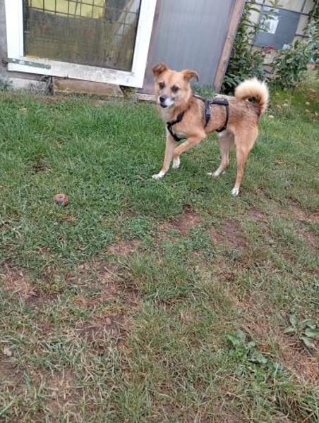 Findus,ein liebes Hundeherz sucht sein G