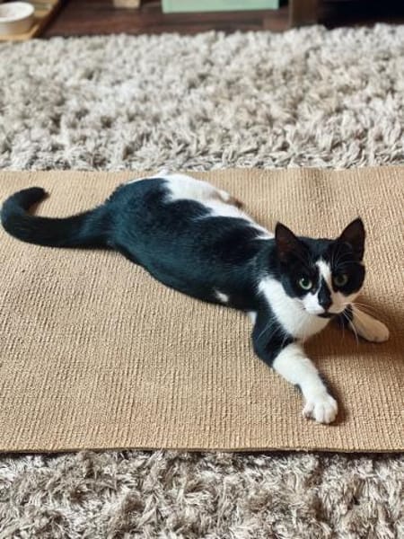 Patty sucht ein liebevolles Zuhause