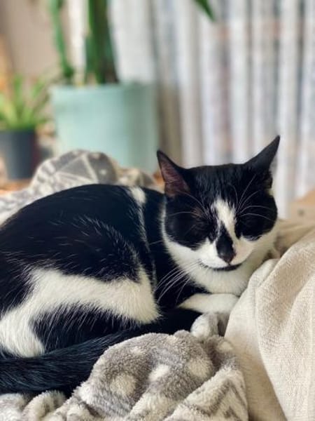 Patty sucht ein liebevolles Zuhause