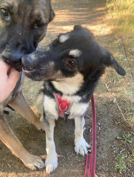 Xylo 💖 Gnadenplatz gesucht