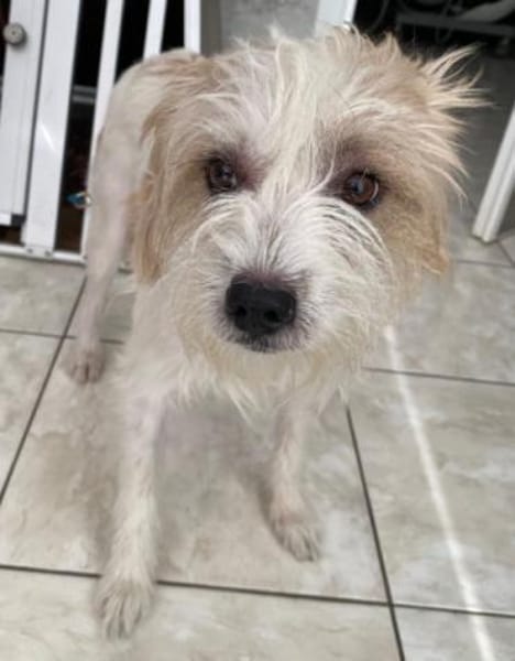 Eko, geb. ca 11/2021, 53940 Hellenthal