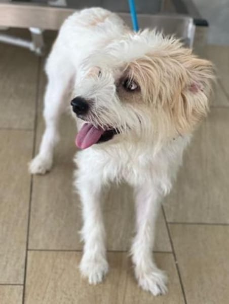 Eko, geb. ca 11/2021, 53940 Hellenthal