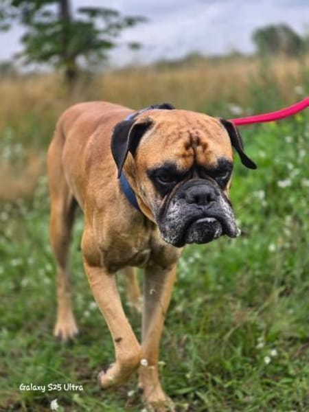 Boxerjunge  Maison wartet