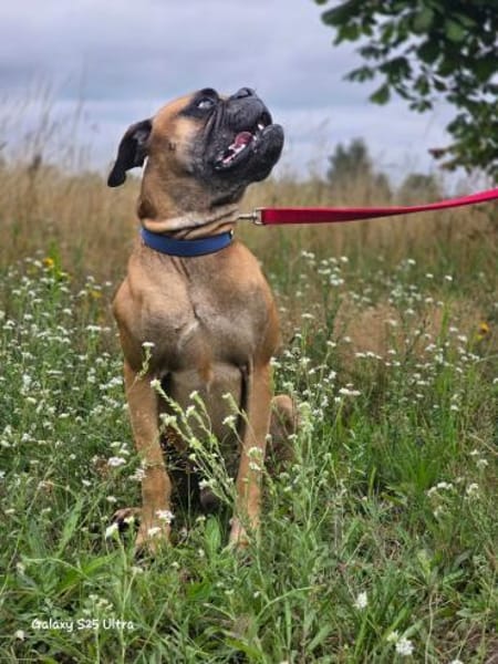 Boxerjunge  Maison wartet
