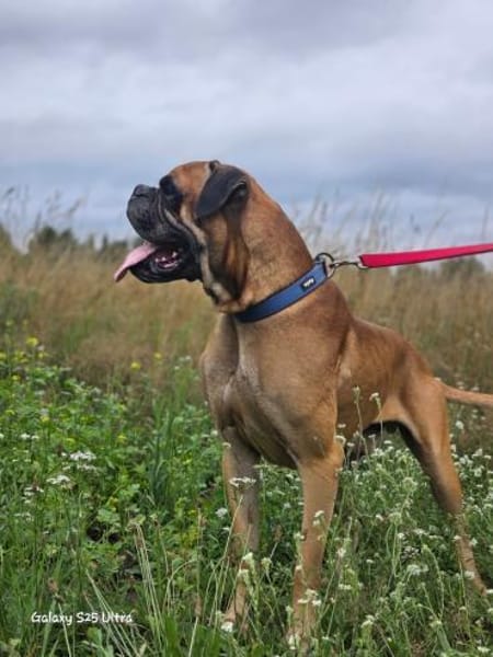 Boxerjunge  Maison wartet