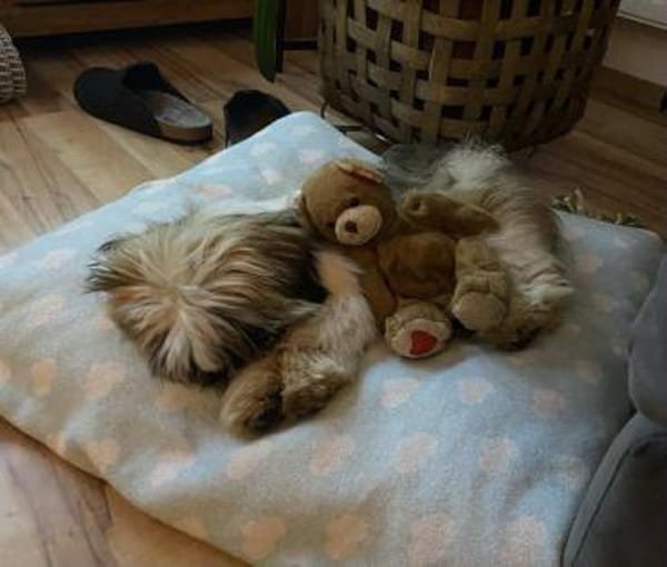 BUSTER sucht ein neues zuhause