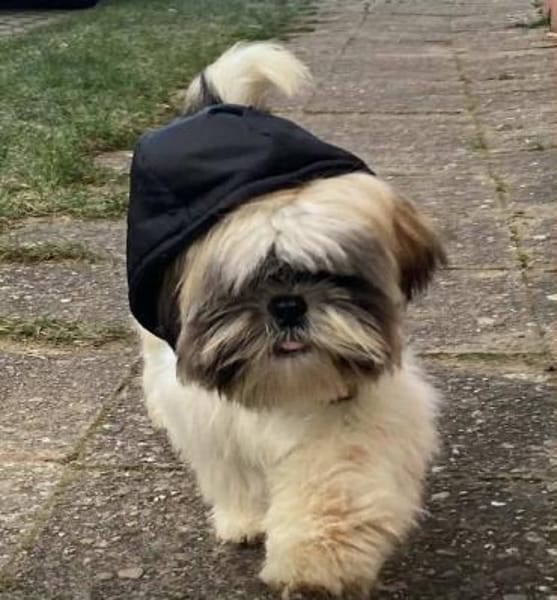 BUSTER sucht ein neues zuhause