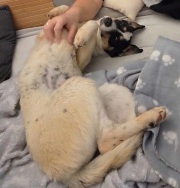 tolle Hündin Triada auf PS in 86637