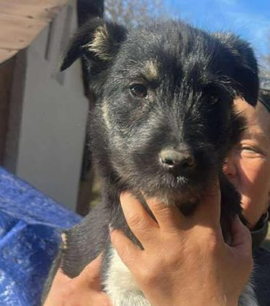 Paris, Hundemädchen sucht sanfte Hände