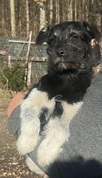 Paris, Hundemädchen sucht sanfte Hände