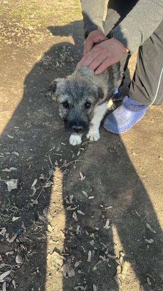 Pavel, kleiner Hundemann auf Suche