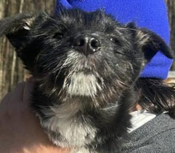 Polly kleines Hundemädchen sucht Zuhause