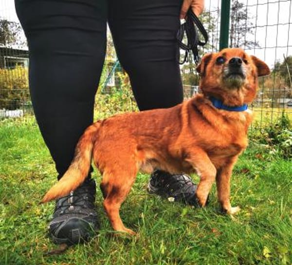 Moritz, freundl. kleiner Rüde