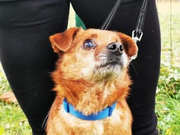 Moritz, freundl. kleiner Rüde