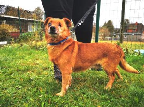 Moritz, freundl. kleiner Rüde