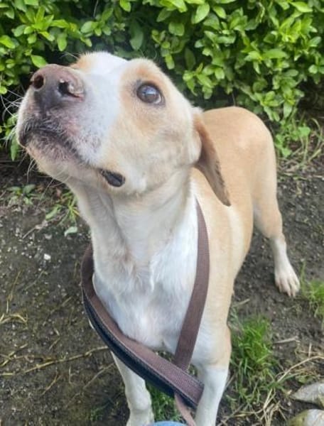 Benito - sucht geduldige Menschen