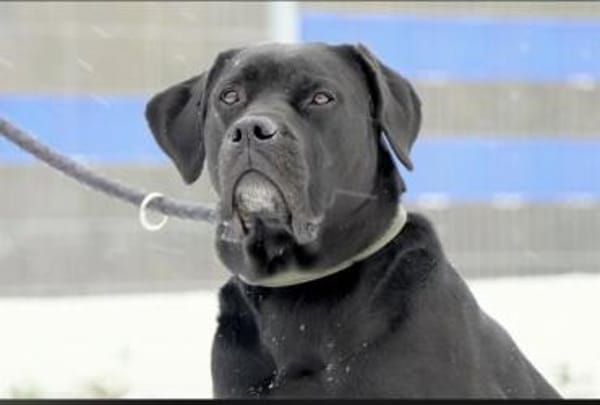 süsses Doppelpack sucht