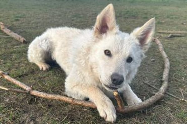 Oliver 💗 wartet in 31621 Pennigsehl