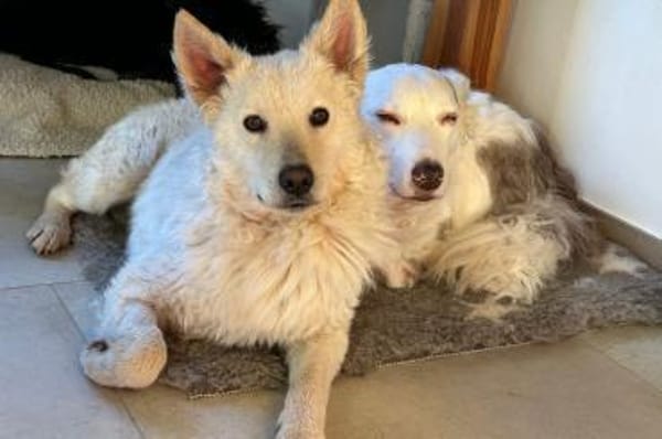 Oliver 💗 wartet in 31621 Pennigsehl