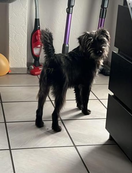 Charlie - lieb, verschmust, mag Kinder