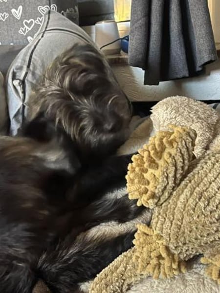 Charlie - lieb, verschmust, mag Kinder