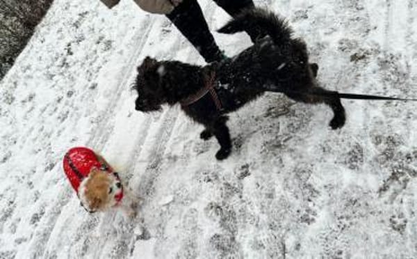 Charlie - lieb, verschmust, mag Kinder