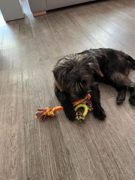 Charlie - lieb, verschmust, mag Kinder