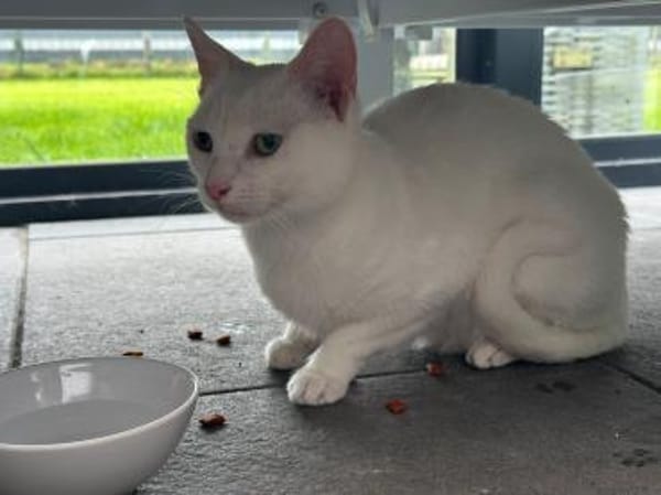 Micky und Apollon aus dem Tierschutz