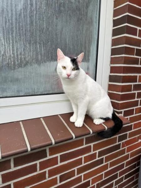 Micky und Apollon aus dem Tierschutz