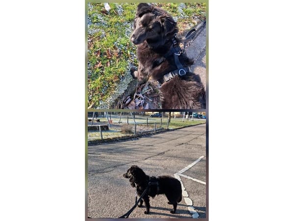 Pipinka- wartet in 76189 Karlsruhe