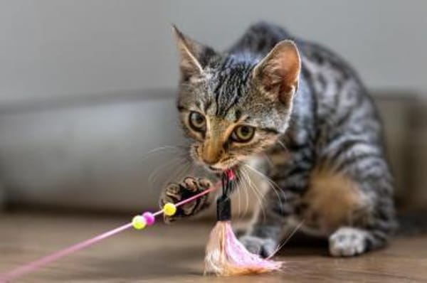 Lio (w) - meine Angel geb ich nicht mehr