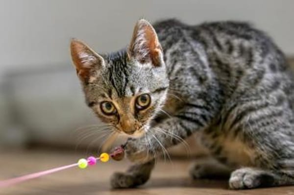 Lio (w) - meine Angel geb ich nicht mehr