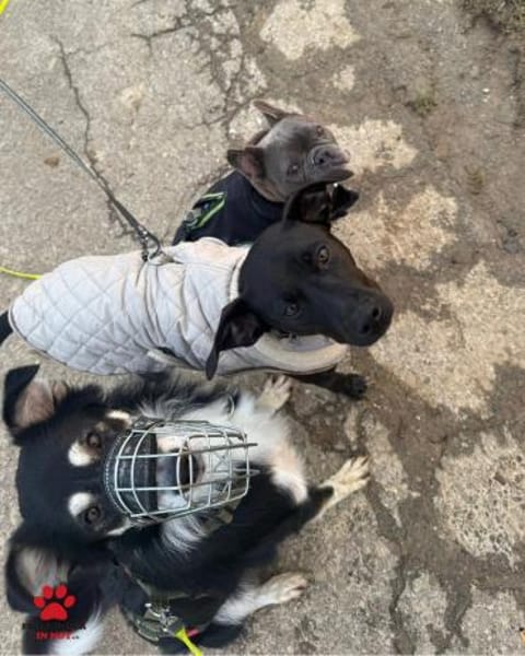 Cuby Border Collie Mischling Rüde