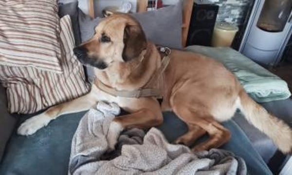 Simba 🐶💙 sucht seine Familie