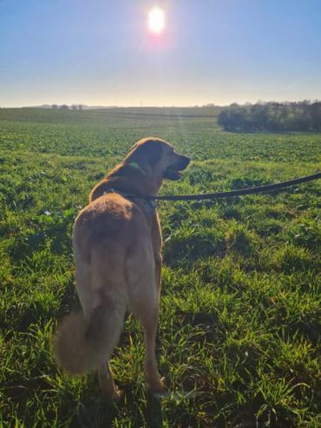 Simba 🐶💙 sucht seine Familie