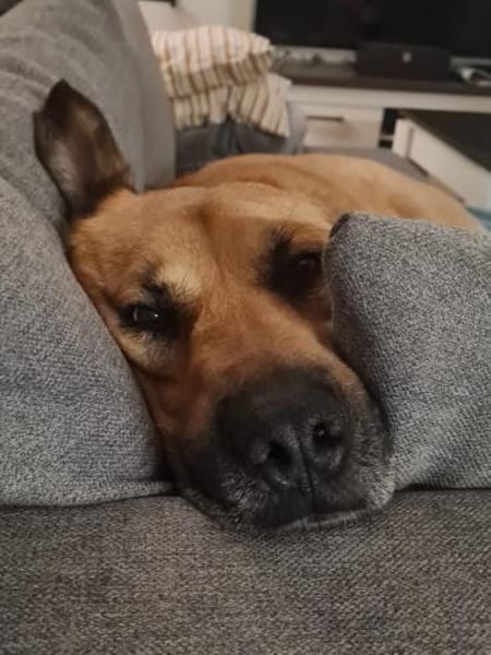 Simba 🐶💙 sucht seine Familie