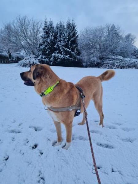 Simba 🐶💙 sucht seine Familie