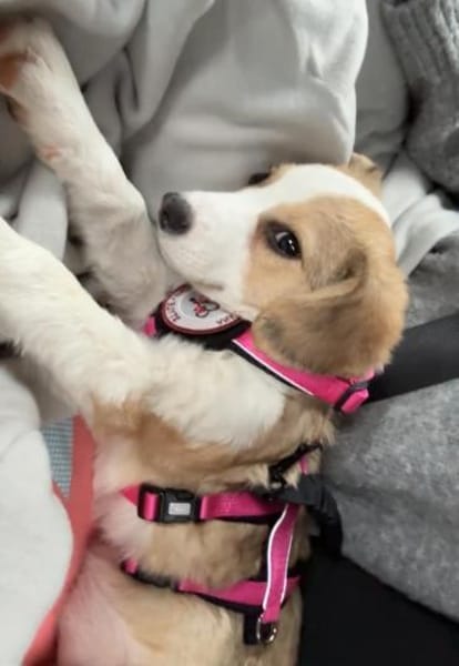 Sophiasucht ihr großes Glück🐾