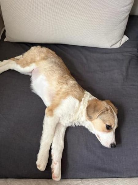 Sophiasucht ihr großes Glück🐾