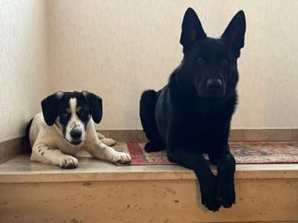 Pearl - 68799 Reilingen - verzaubert