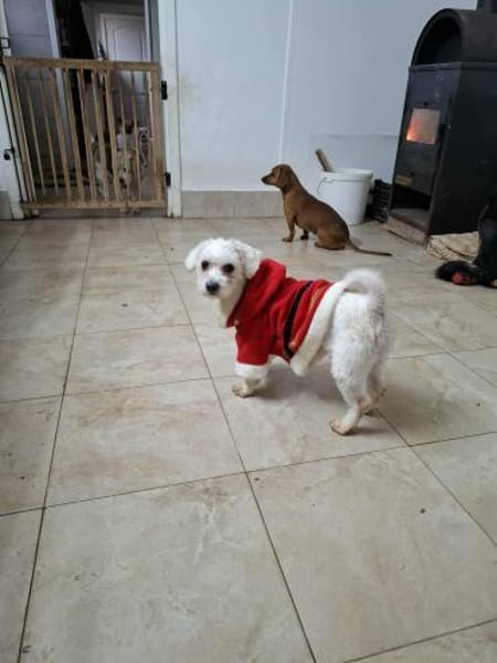 Lori - aus RO, in DE,  Heide 25746