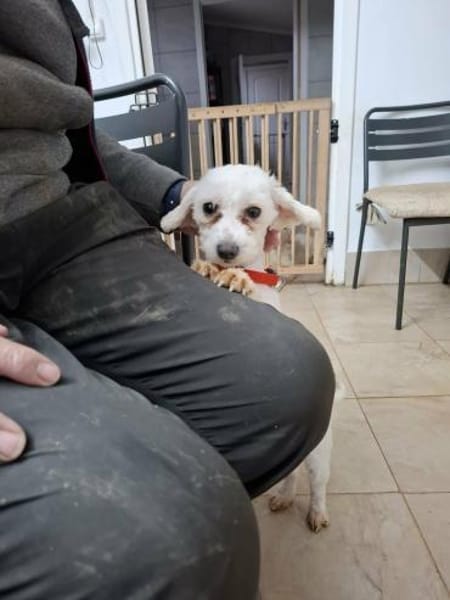 Lori - aus RO, in DE,  Heide 25746