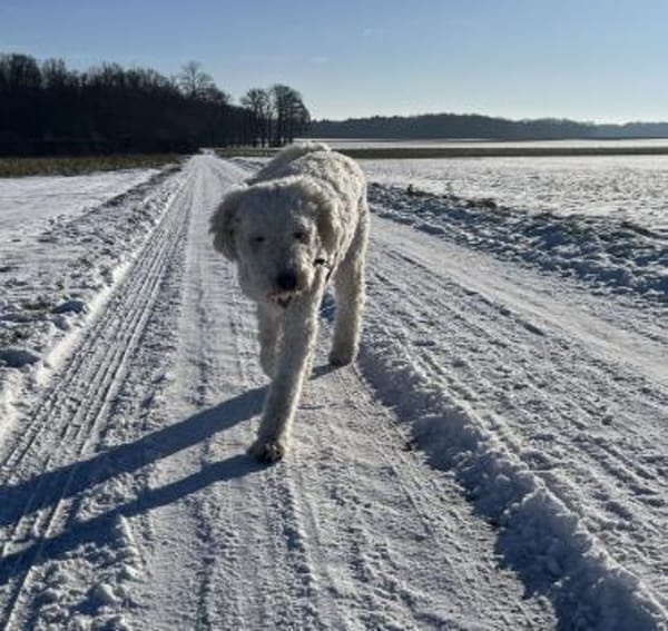 Havas - nicht unbedingt ein Kinderfreund