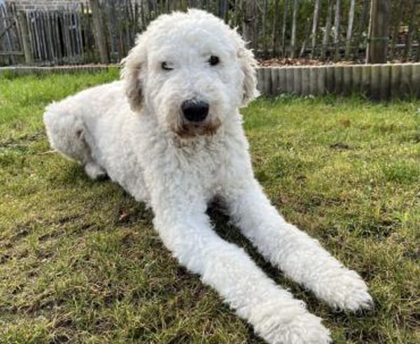 Havas - nicht unbedingt ein Kinderfreund