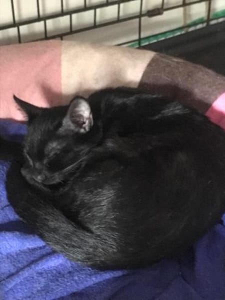 Noir aus dem Tierschutz