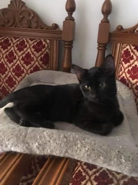 Noir aus dem Tierschutz