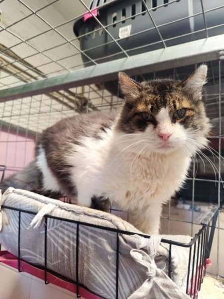 Amor aus dem Tierschutz