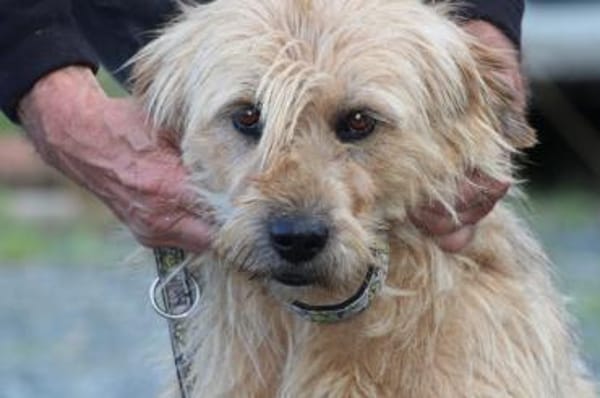 Bamboo - zutraulich u. kinderlieb